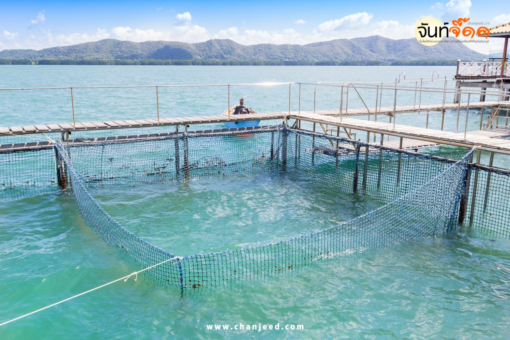The coop for feeding fish in east of Thailand sea.